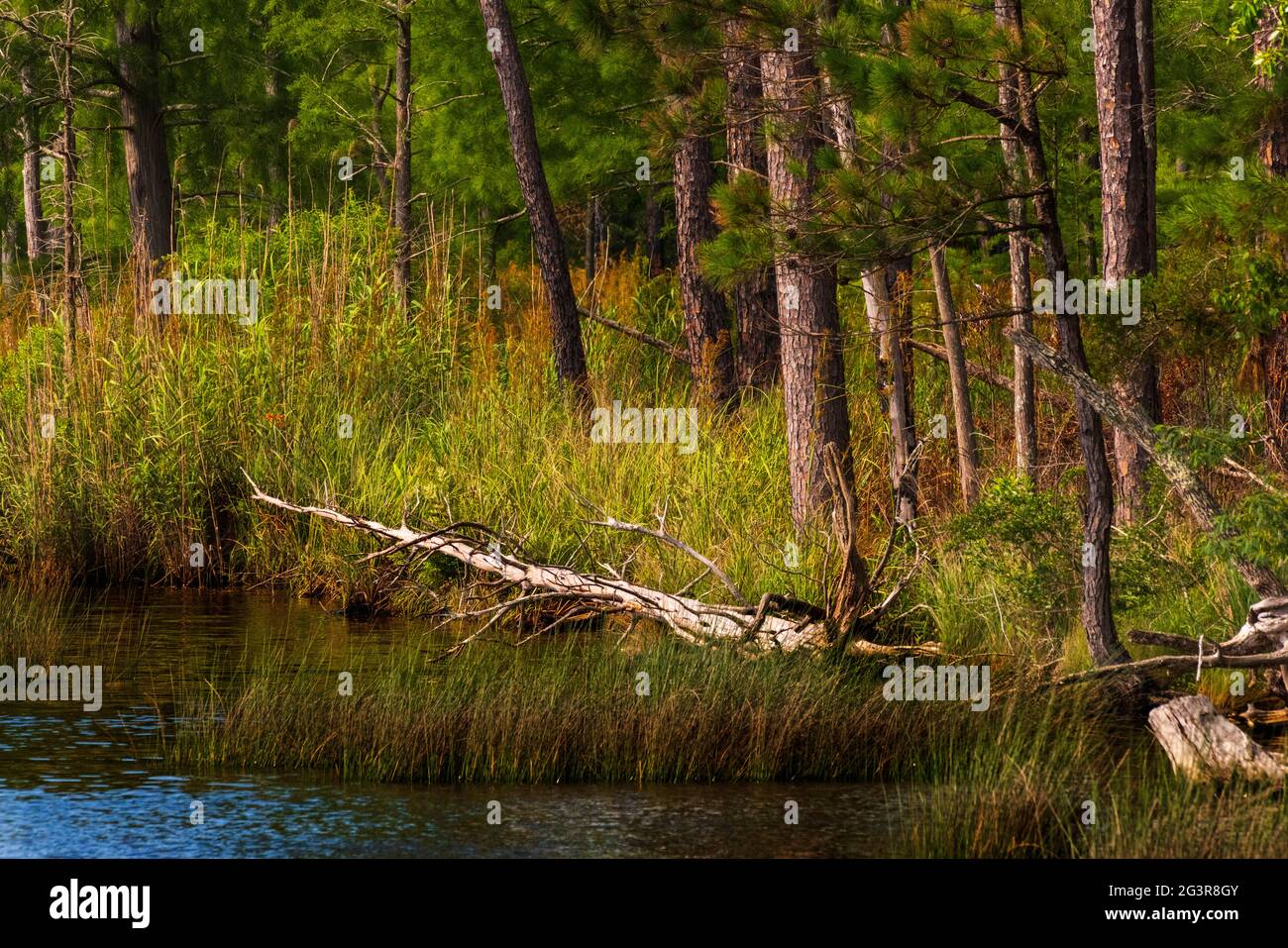 Der Fish River fließt am 16. Juni 2021 in Richtung Weeks Bay in Alabama. Stockfoto