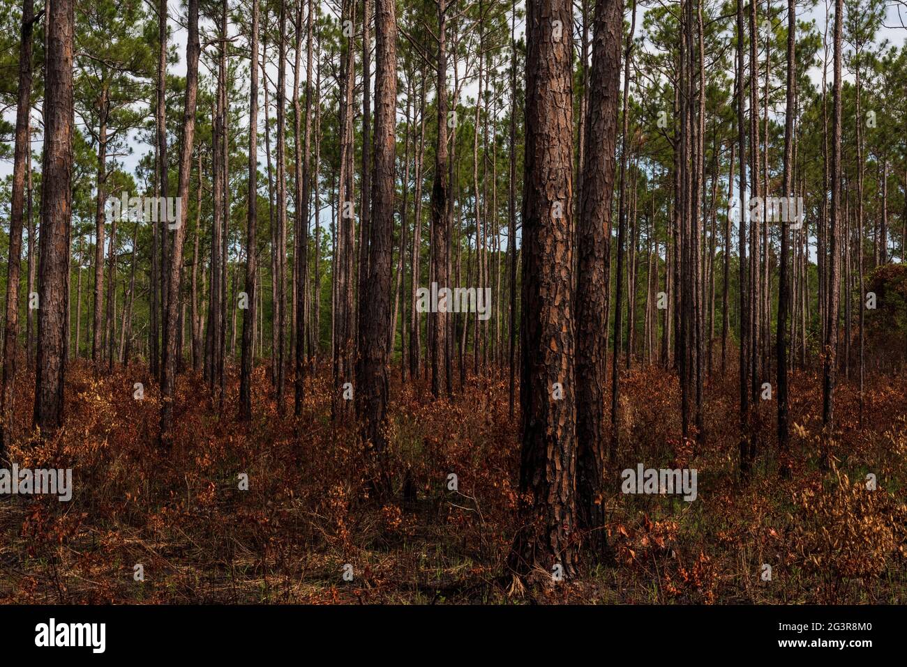 Flammenvernarbte Langblatt-Kiefern wachsen im Weeks Bay Pitcher Plant Moor in Alabama. Eine kontrollierte Verbrennung trägt dazu bei, das Moor wie Naturbrände zu erhalten Stockfoto