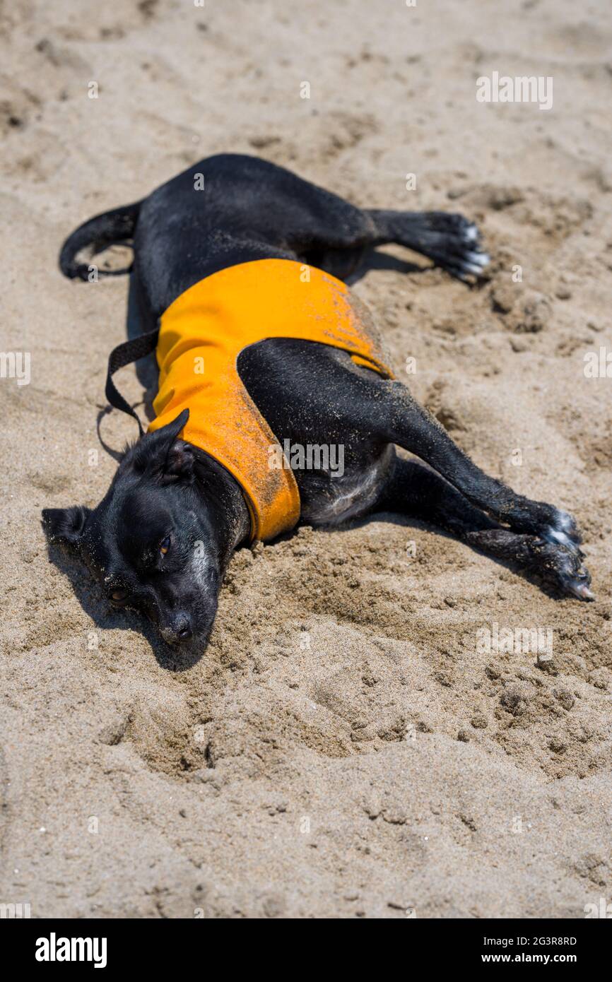 Schwarzer Chihuahua Hund, der am Strand in den Wellen spielt Stockfoto