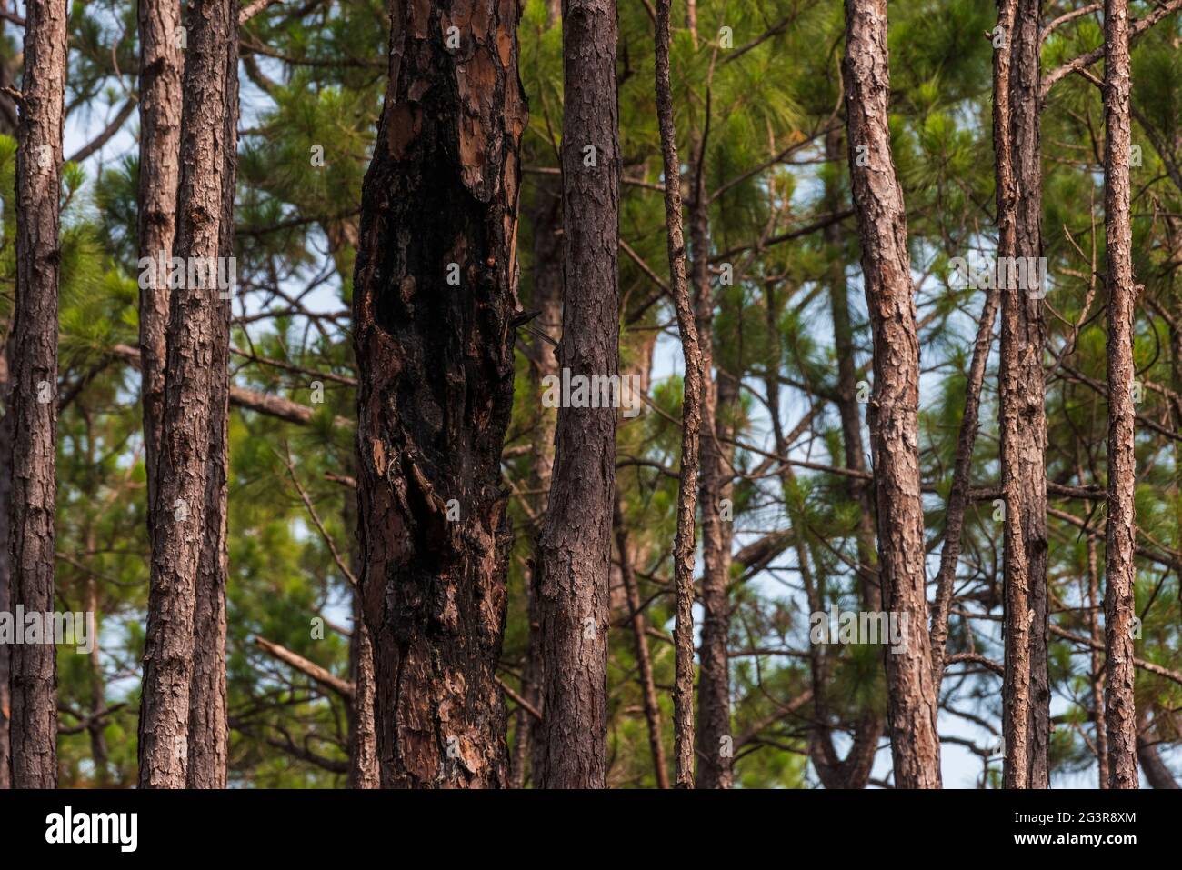 Flammenvernarbte Langblatt-Kiefern wachsen im Weeks Bay Pitcher Plant Moor in Alabama. Eine kontrollierte Verbrennung trägt dazu bei, das Moor wie Naturbrände zu erhalten Stockfoto