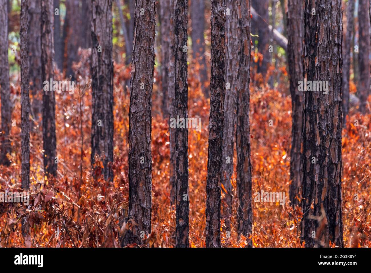 Flammenvernarbte Langblatt-Kiefern wachsen im Weeks Bay Pitcher Plant Moor in Alabama. Eine kontrollierte Verbrennung trägt dazu bei, das Moor wie Naturbrände zu erhalten Stockfoto