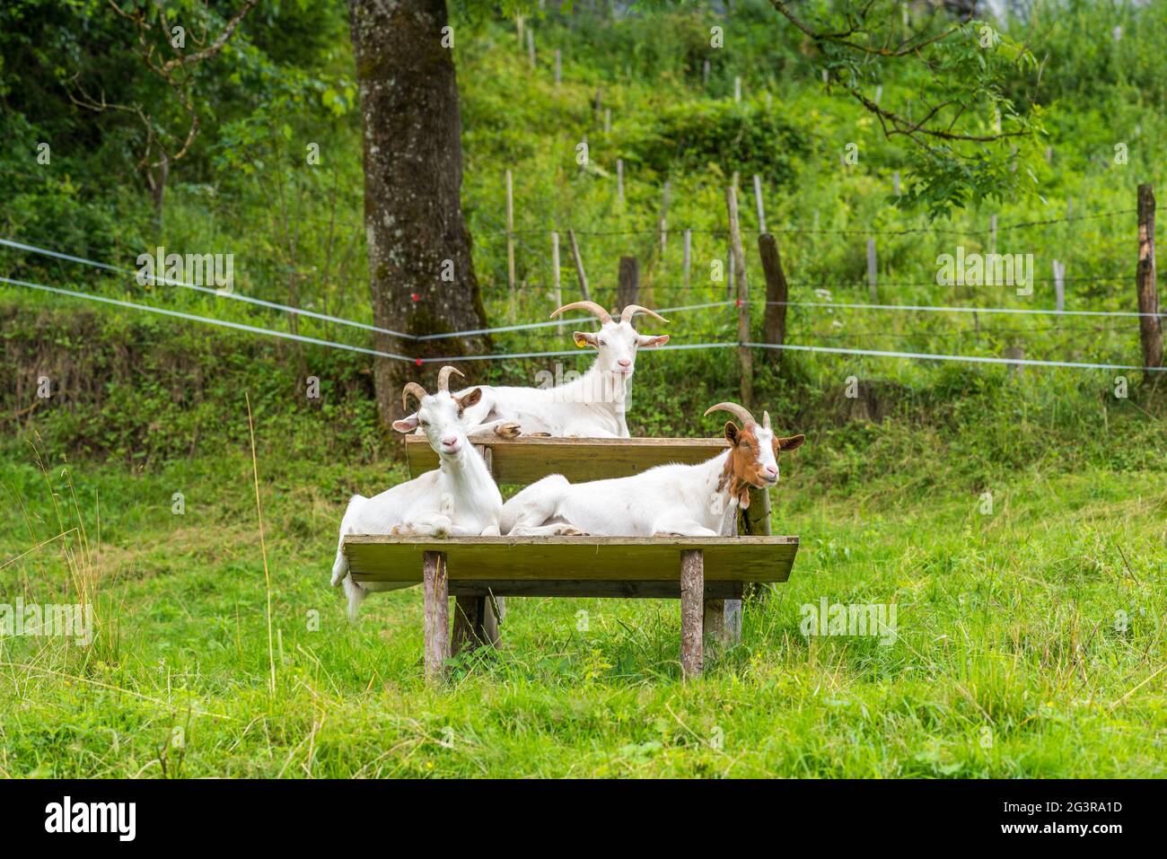 Ziegen auf der Bank Stockfoto