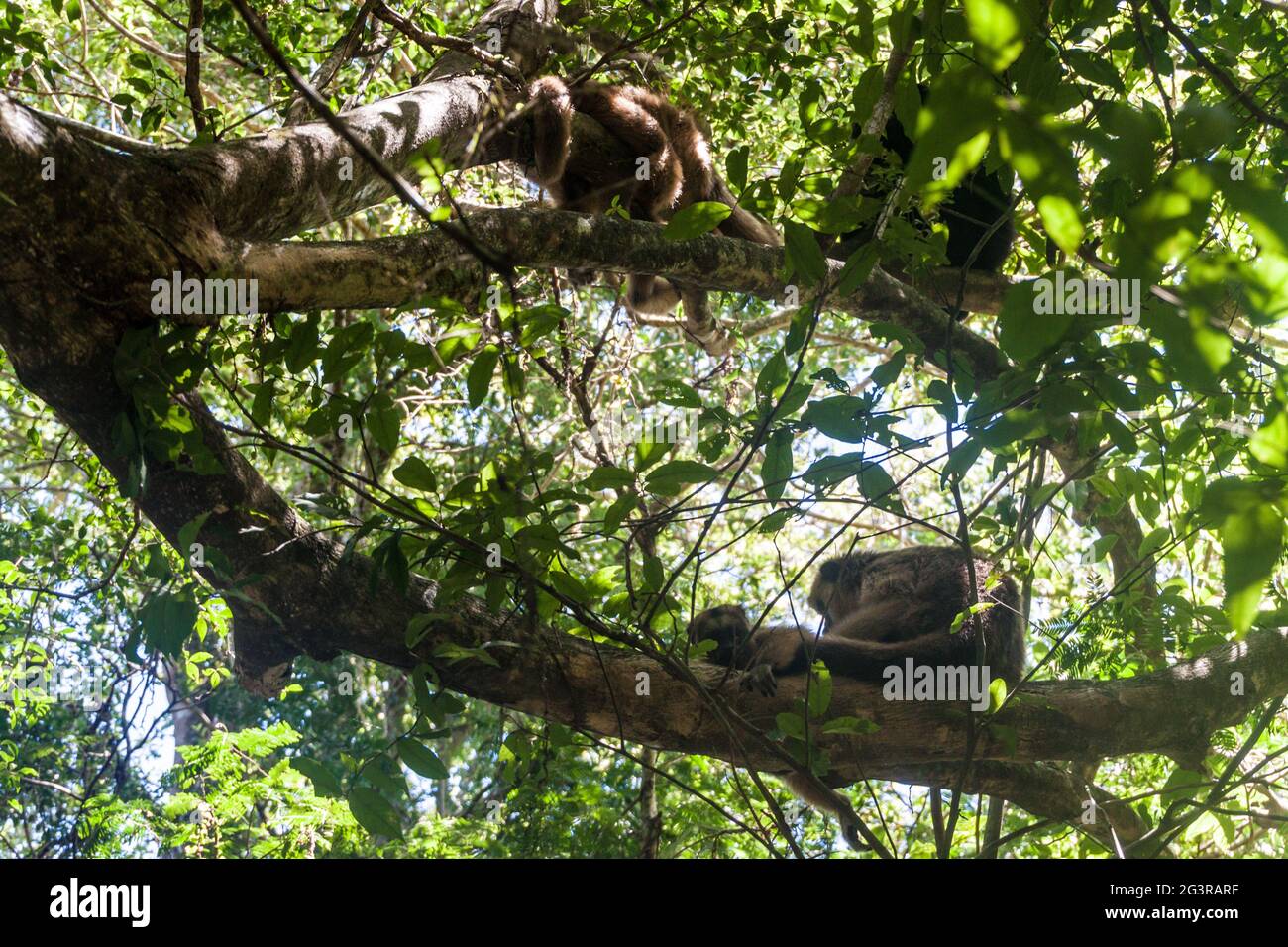 Brüllaffe oder Caraya (Alouatta caraya) in Esteros del Ibera, Argentinien Stockfoto Brüllaffe oder Caraya (Alouatta caraya) in Esteros del Ibera, Argentinien Stockfoto