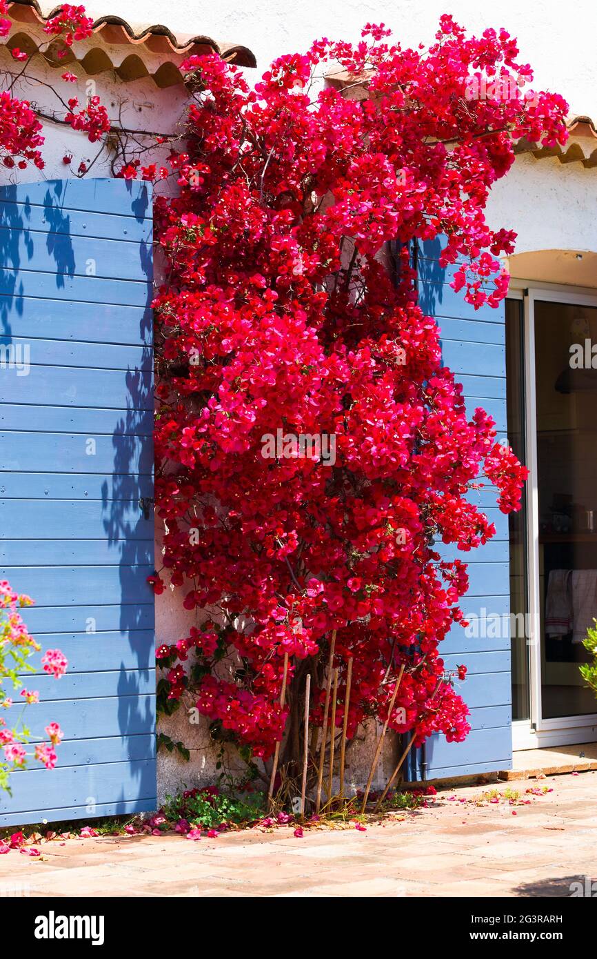 Blühende rote Bougainvillea an einer Wand an der französischen Riviera. Rote Bracts und blaue provenzalische Fensterläden Stockfoto