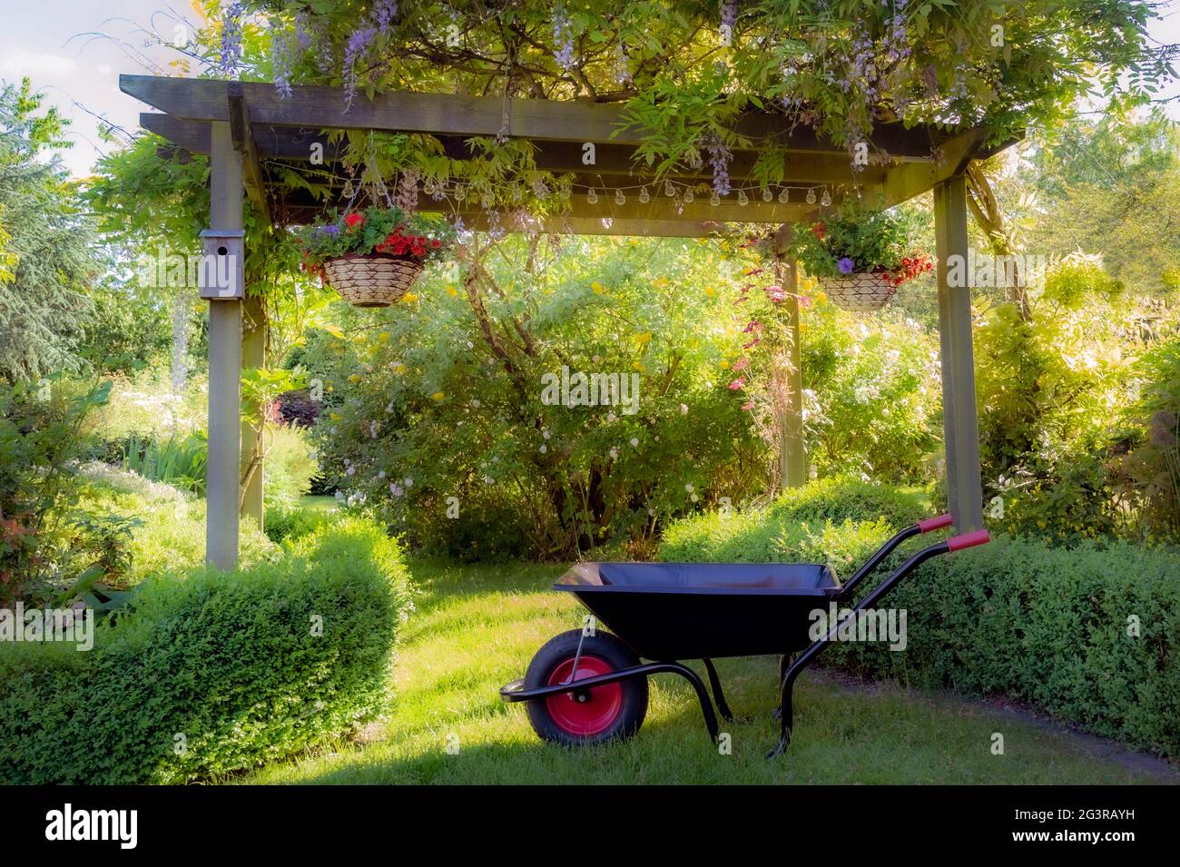 Verträumte Gartenszene mit Glyzinien und Schubkarre Stockfoto