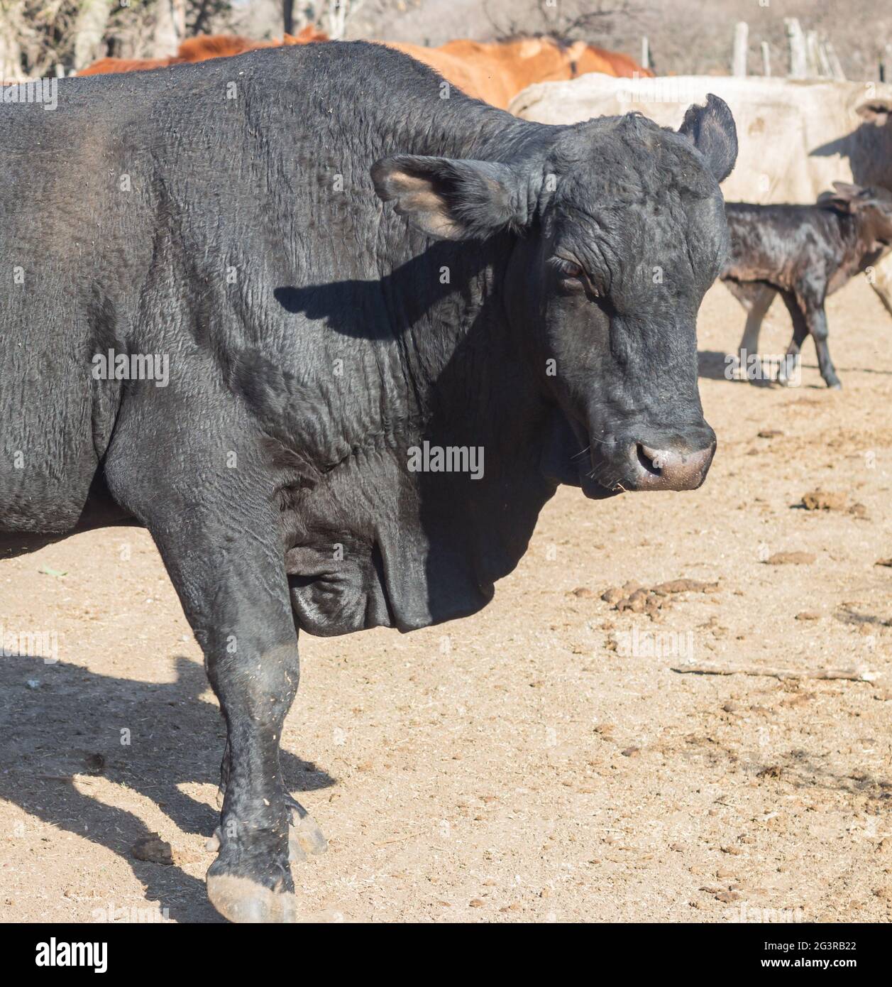 Schwarzer Bulle brangus in der argentinischen Landschaft Stockfoto