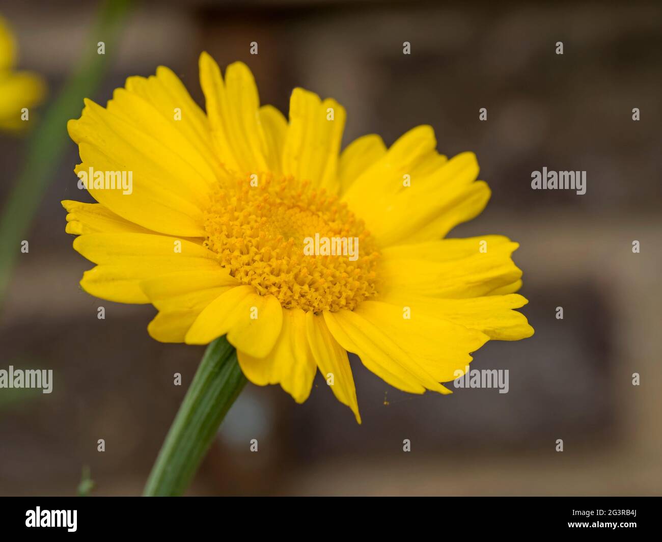 Nahaufnahme einer hübschen Girlande-Chrysantheme-Blume Stockfoto