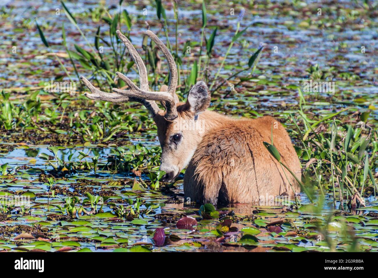 Marschhirsch (Blastocerus dichotomus) in Esteros del Ibera, Argentinien Stockfoto