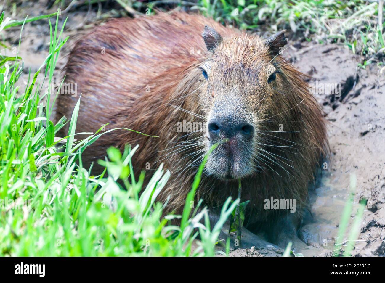 Capybara (Hydrochoerus hydrochaeris) in Esteros del Ibera, Argentinien Stockfoto