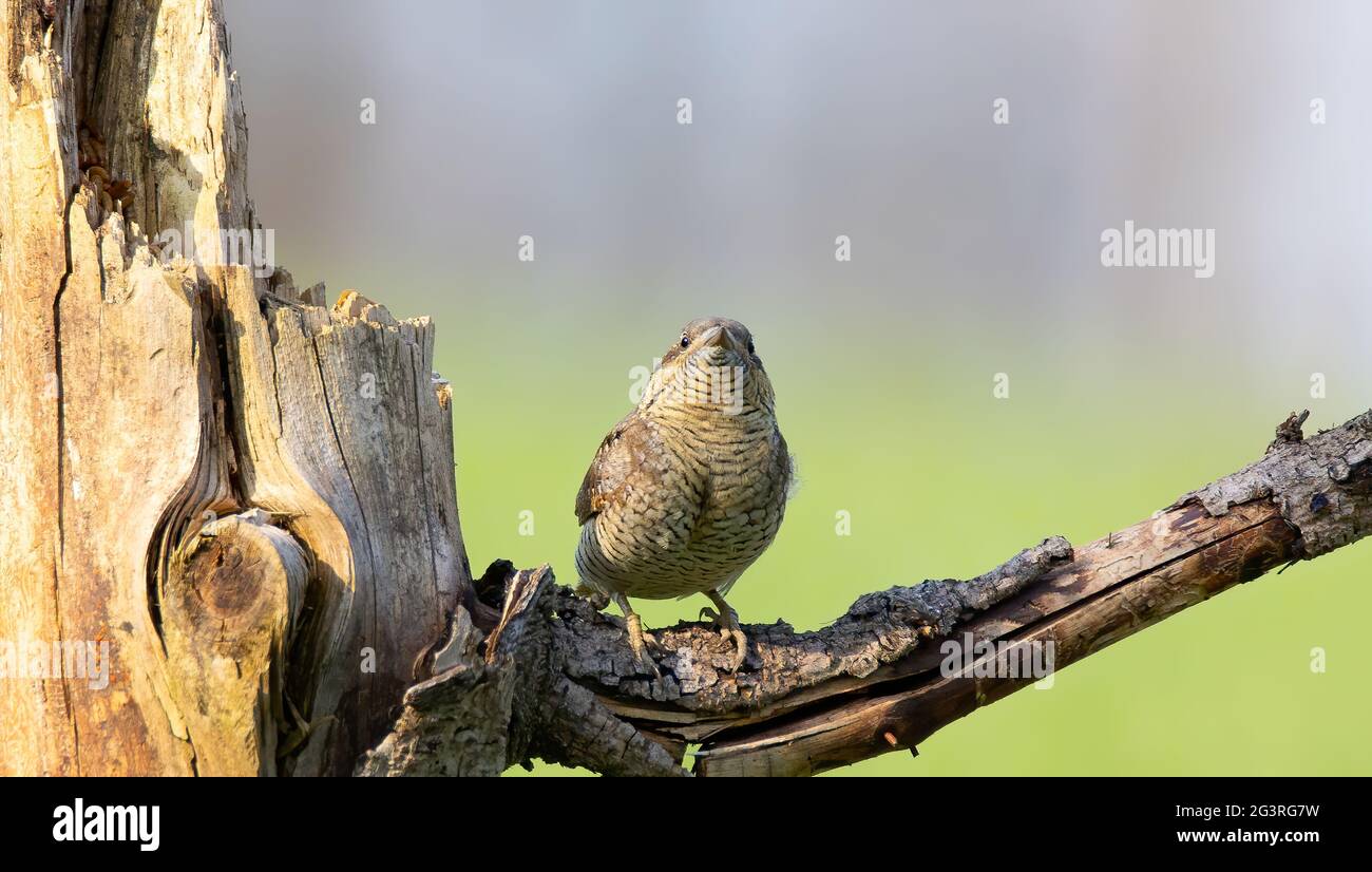 Wryneck Jynx torquilla sitzt auf einem Ast und zieht ein Weibchen an., das beste Foto. Stockfoto