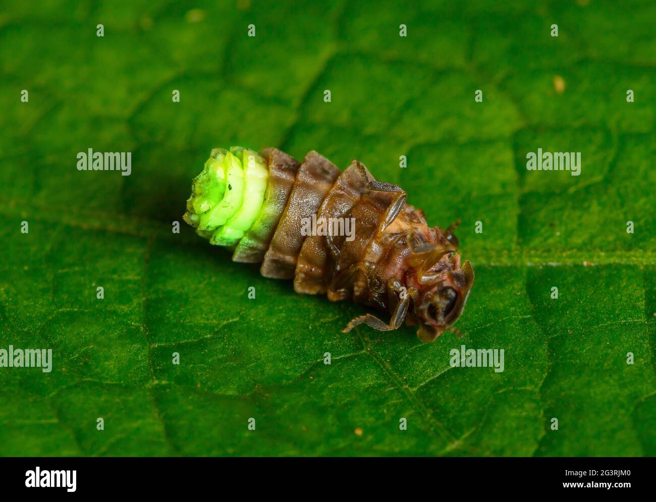 Glühwürmchen-Glühwürmchen Von Firefly Stockfoto