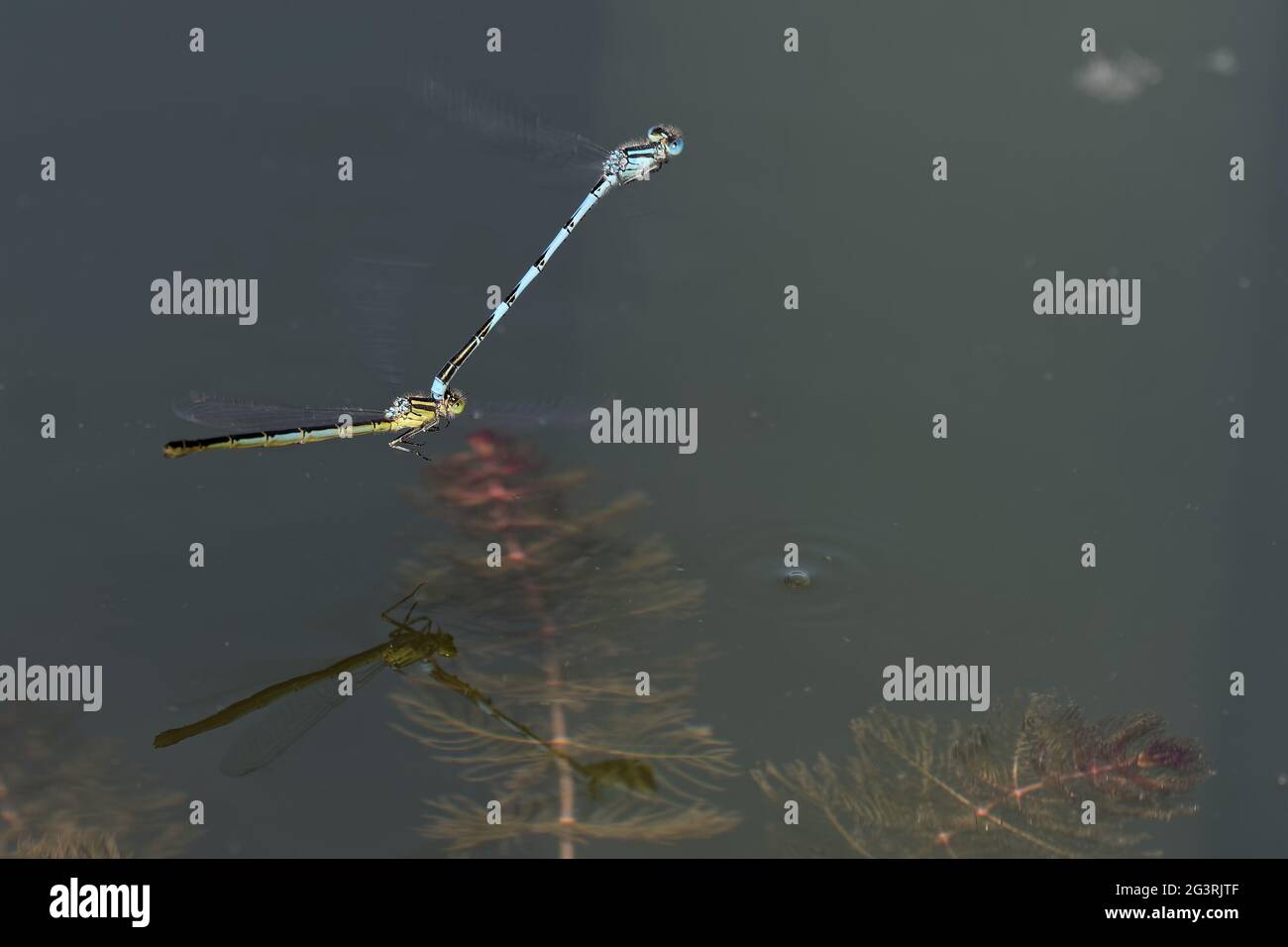 Azurblaue Damselfliegen während der Paarung Stockfoto