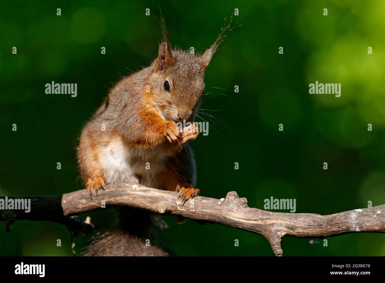 Eichhörnchen im Garten Stockfoto