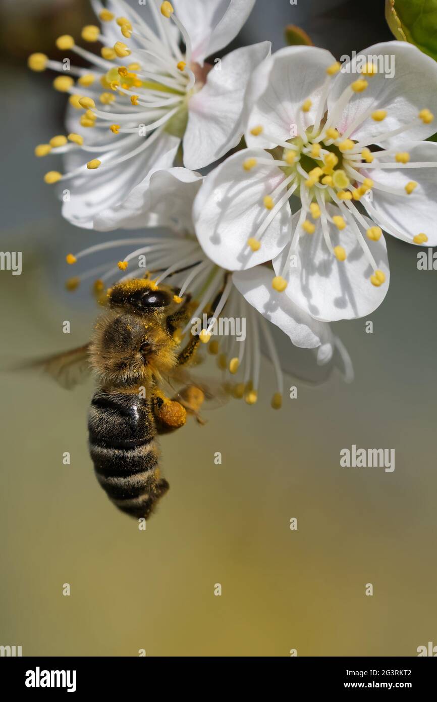 Biene bestäubt blau Stockfoto