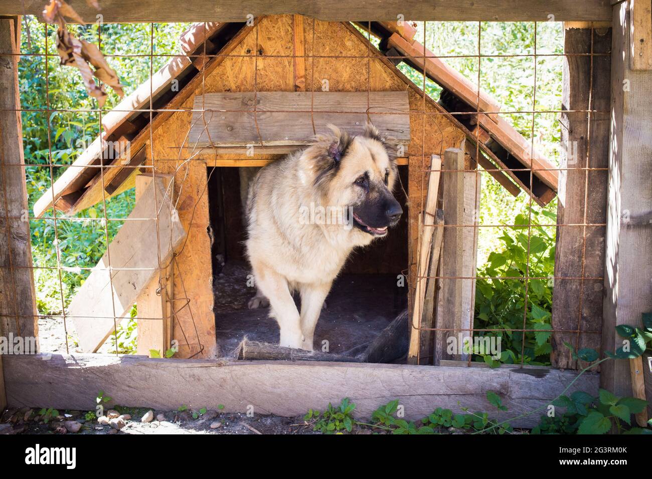 Schöner brauner Bernhardiner Hund, der durch den Metallzaun guckt.  Menschliche Hand in Streichelposition Stockfotografie - Alamy