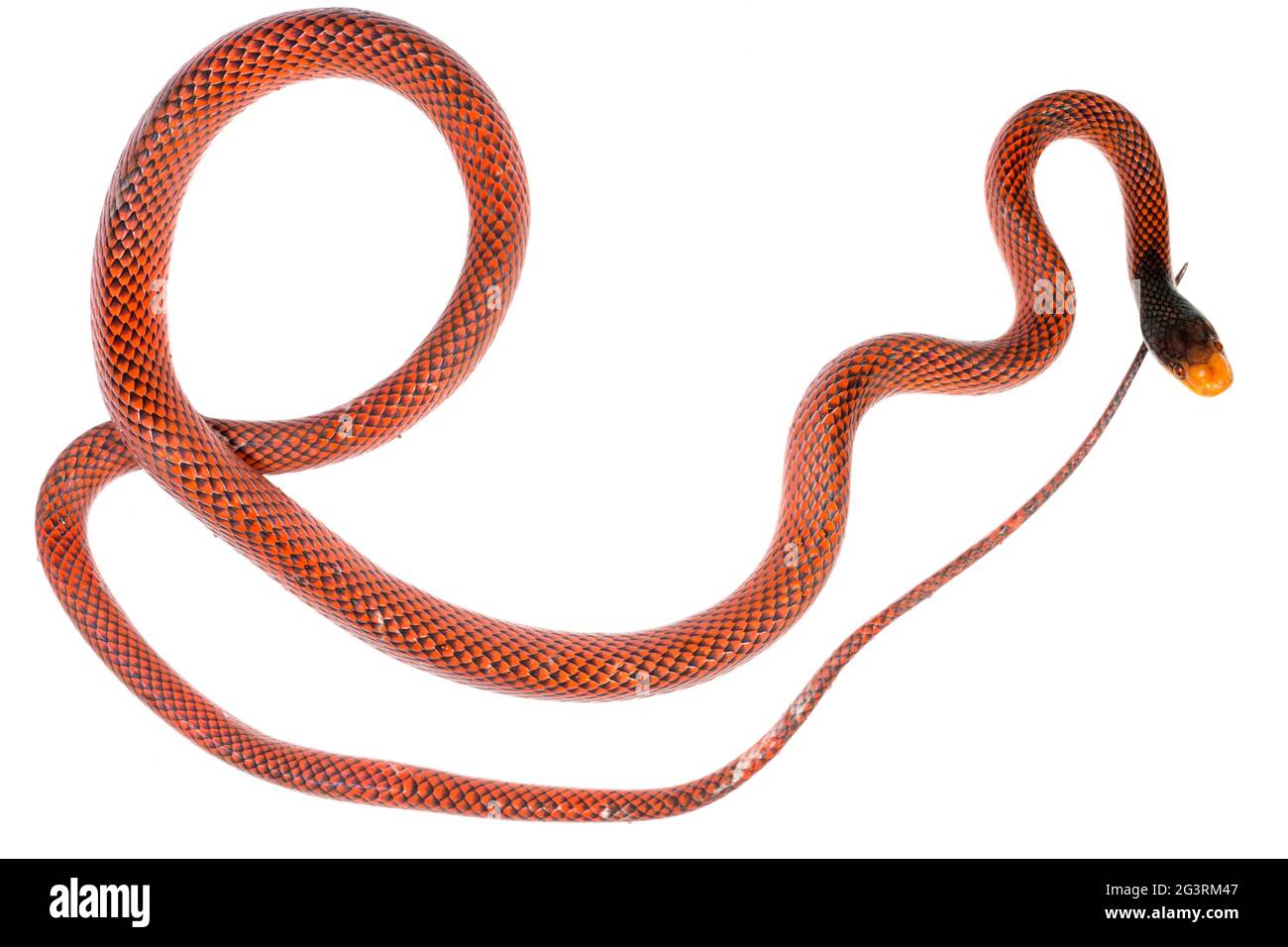 Schöne Calico Snake (Oxyrhopus formosus). Erwachsener. Orellana Provinz, Amazonas-Ecuador Stockfoto