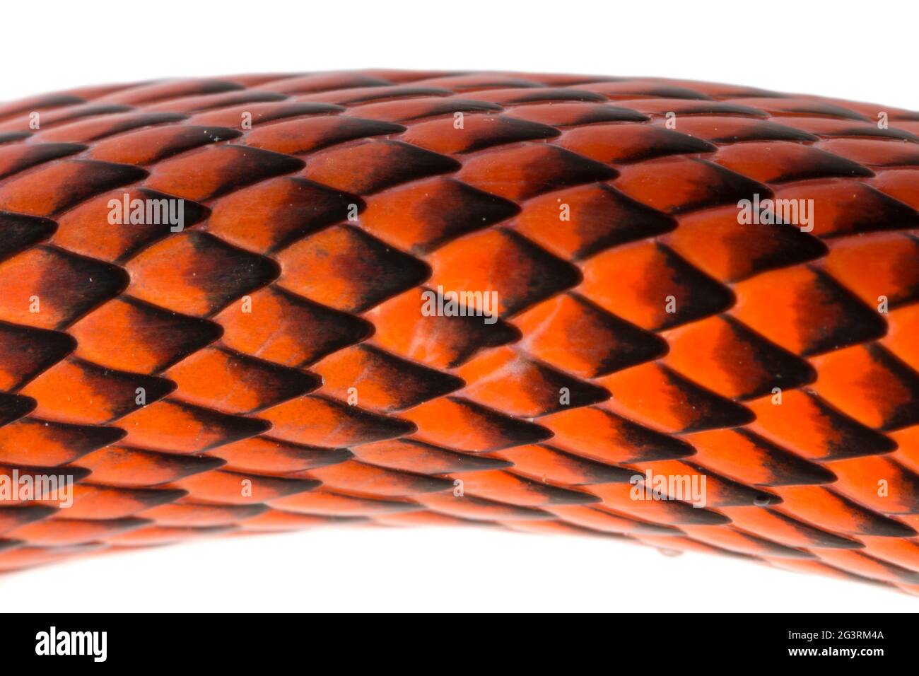 Schöne Calico Snake (Oxyrhopus formosus). Erwachsene, Detail der Körperschuppen. Orellana Provinz, Amazonas-Ecuador Stockfoto