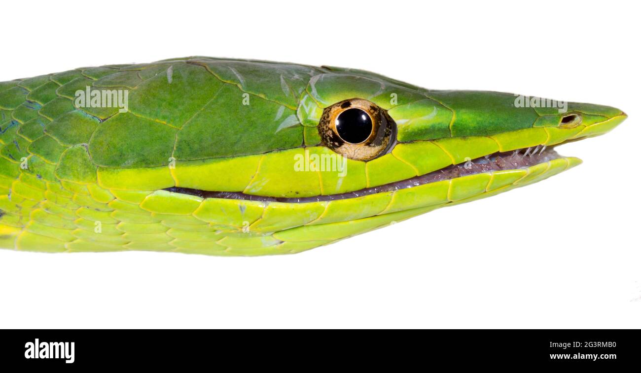 Grüne Vinesnake (Oxybelis fulgidus) Orellana Provinz, der ecuadorianische Amazonas, aus der Nähe des Kopfes Stockfoto