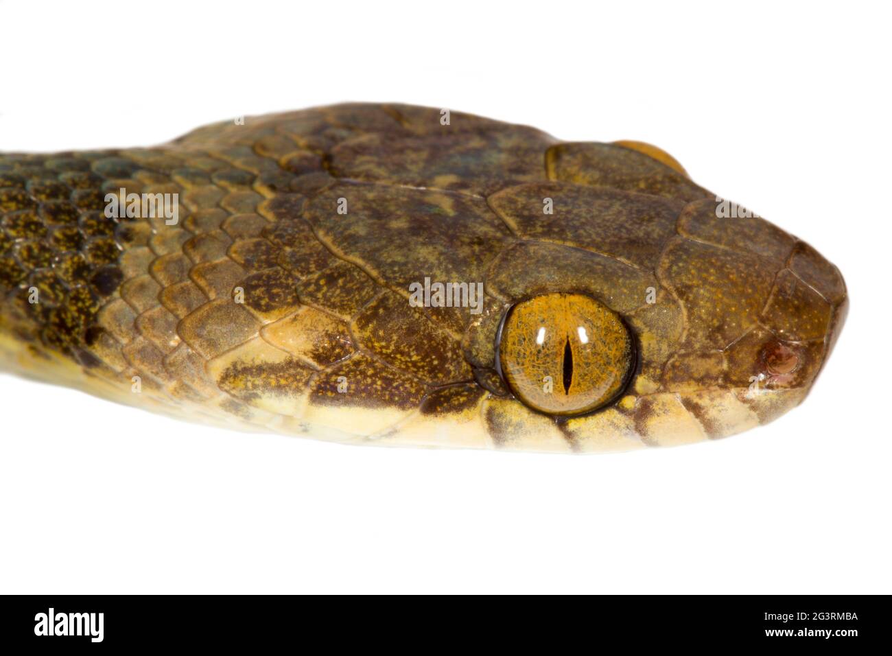 Katze-eyed Snake (Leptodeira Septentrionalis) aus der biologischen Choco-Region im Nordwesten Ecuadors. Stockfoto