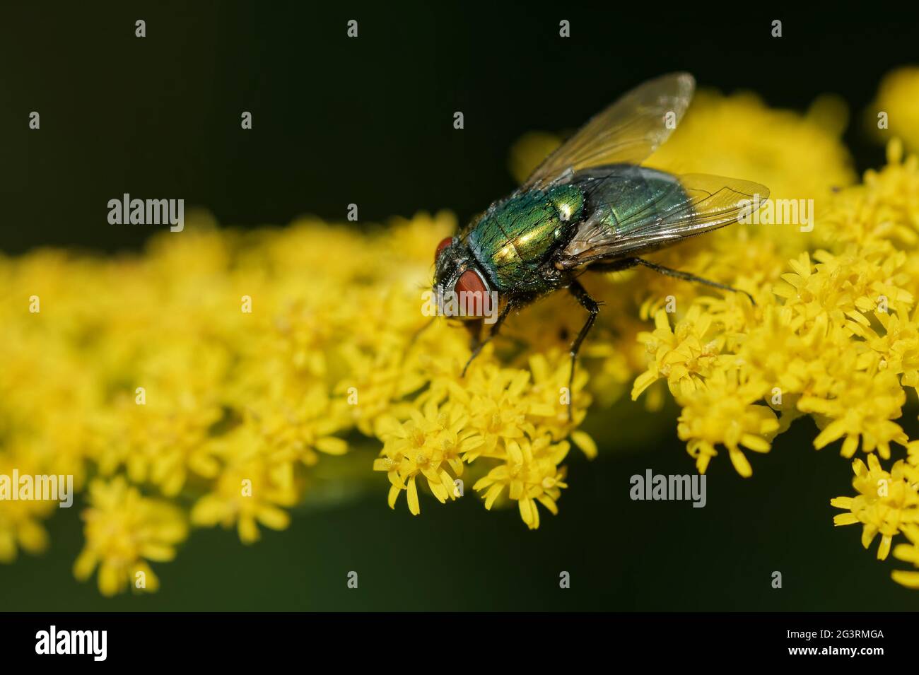 Goldene Fliege auf einer Goldrute Stockfoto