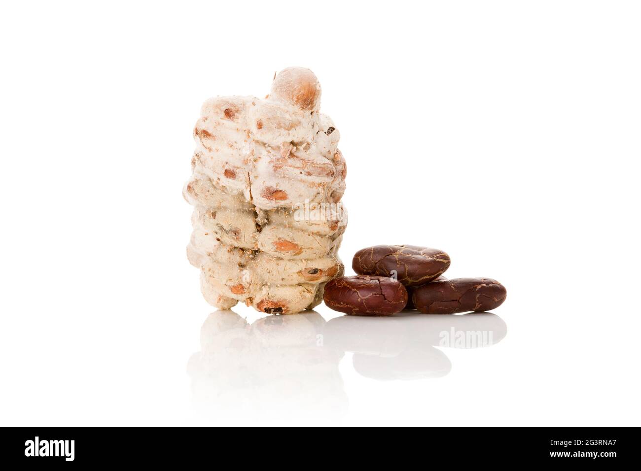 Rohe und frisch geröstete Kakaobohnen isoliert auf weißem Hintergrund. Stockfoto