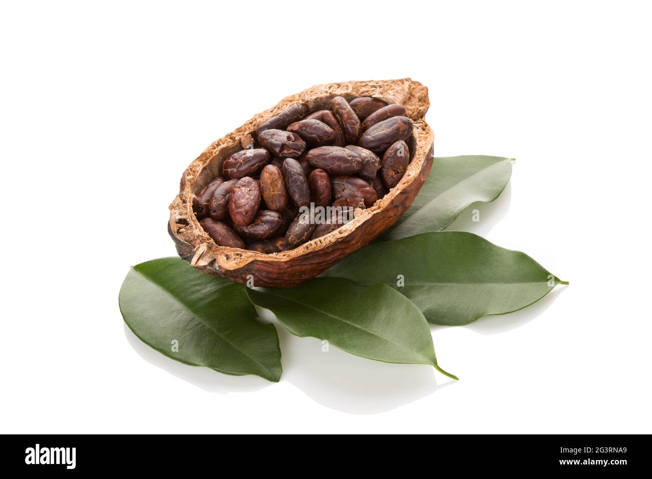 Kakaobohnen isoliert auf weißem Hintergrund. Stockfoto