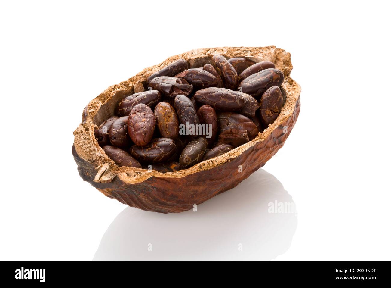 Frisch geröstete Kakaobohnen in einer Kakaoschote auf weißem Hintergrund. Stockfoto