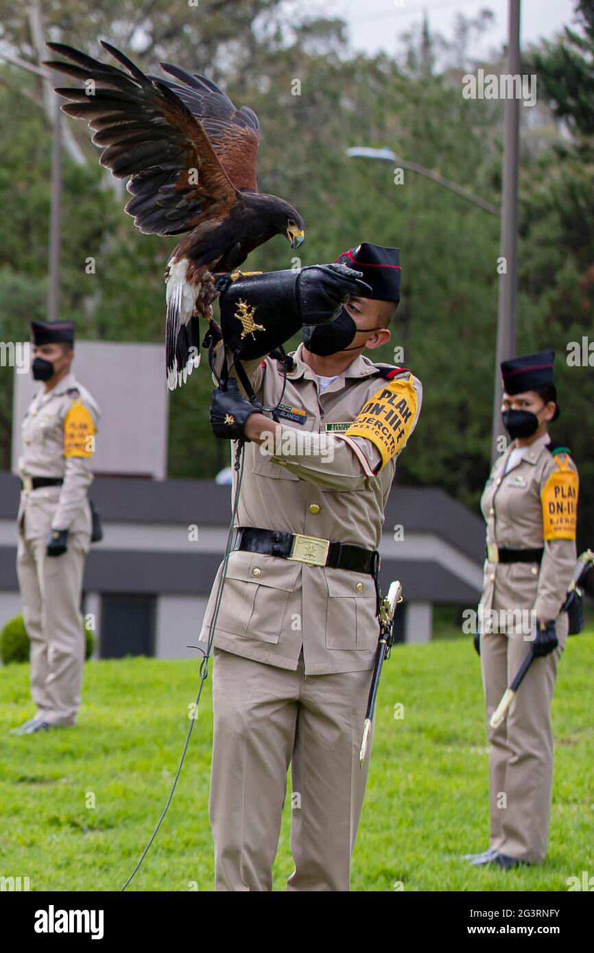 Mexiko-Stadt, Mexiko 17. Juni 2021. Ein Kadett der mexikanischen Armee, führt eine Ausbildung des Königlichen Adlers (Nationales Symbol) vor einer militärischen Bürgerveranstaltung durch, während der Rehabilitation und des Schutzes der vielen Arten im Nationalen Zentrum für die Kontrolle und den Schutz des Königlichen Adlers, Für die Reintegration der Arten in die Tierwelt. Die mexikanische Armee arbeitet an der Erhaltung und dem ökologischen Schutz von 39 Arten von Raubvögeln, die sich in der Genesung befinden und in der Erhaltung, um sie später in ihren natürlichen Lebensraum freizugeben. Quelle: Ricardo Flores/Eyepix Group/Alamy Live News Stockfoto
