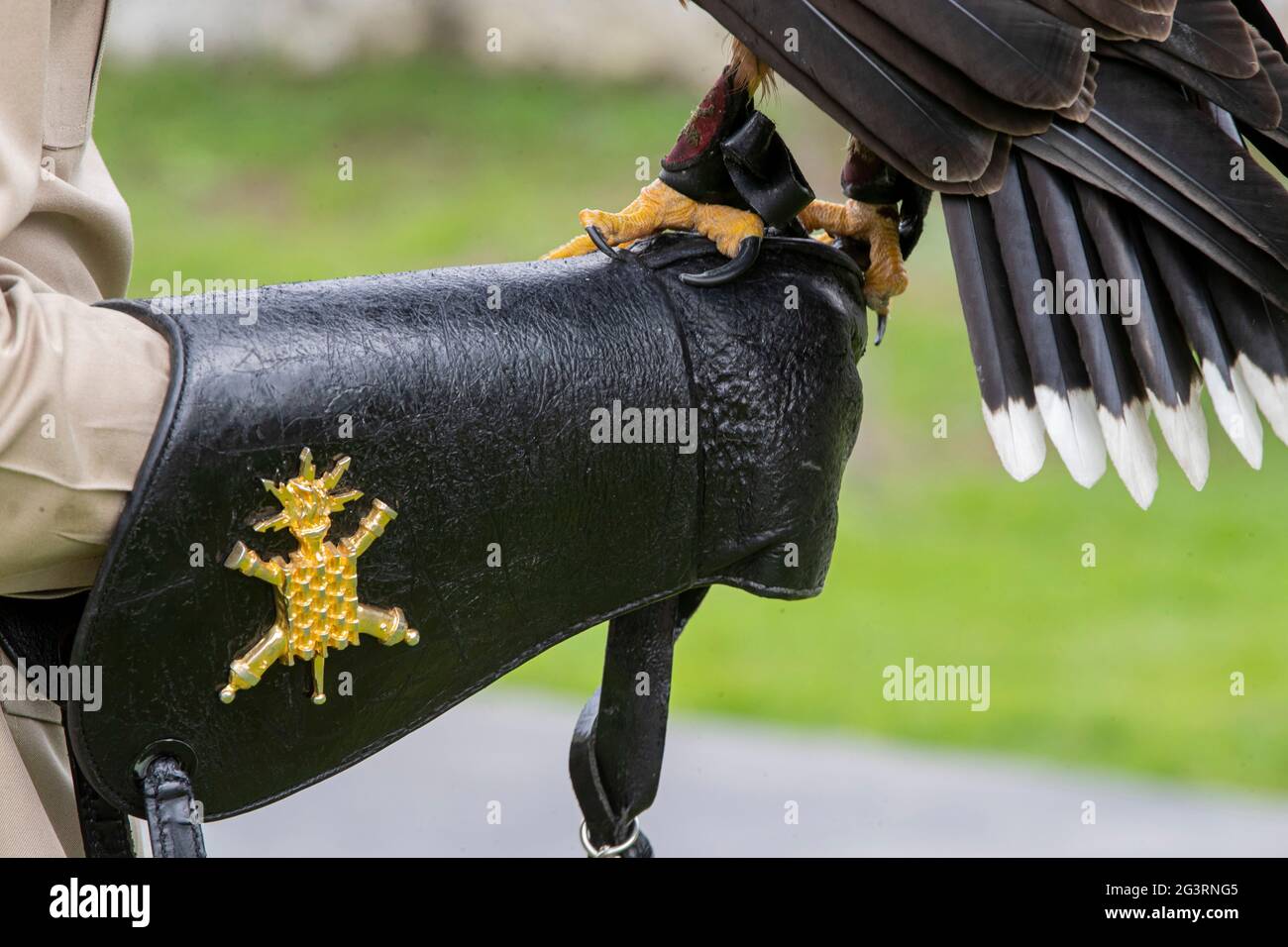 Mexiko-Stadt, Mexiko 17. Juni 2021. Ein Kadett der mexikanischen Armee, führt eine Ausbildung des Königlichen Adlers (Nationales Symbol) vor einer militärischen Bürgerveranstaltung durch, während der Rehabilitation und des Schutzes der vielen Arten im Nationalen Zentrum für die Kontrolle und den Schutz des Königlichen Adlers, Für die Reintegration der Arten in die Tierwelt. Die mexikanische Armee arbeitet an der Erhaltung und dem ökologischen Schutz von 39 Arten von Raubvögeln, die sich in der Genesung befinden und in der Erhaltung, um sie später in ihren natürlichen Lebensraum freizugeben. Quelle: Ricardo Flores/Eyepix Group/Alamy Live News Stockfoto