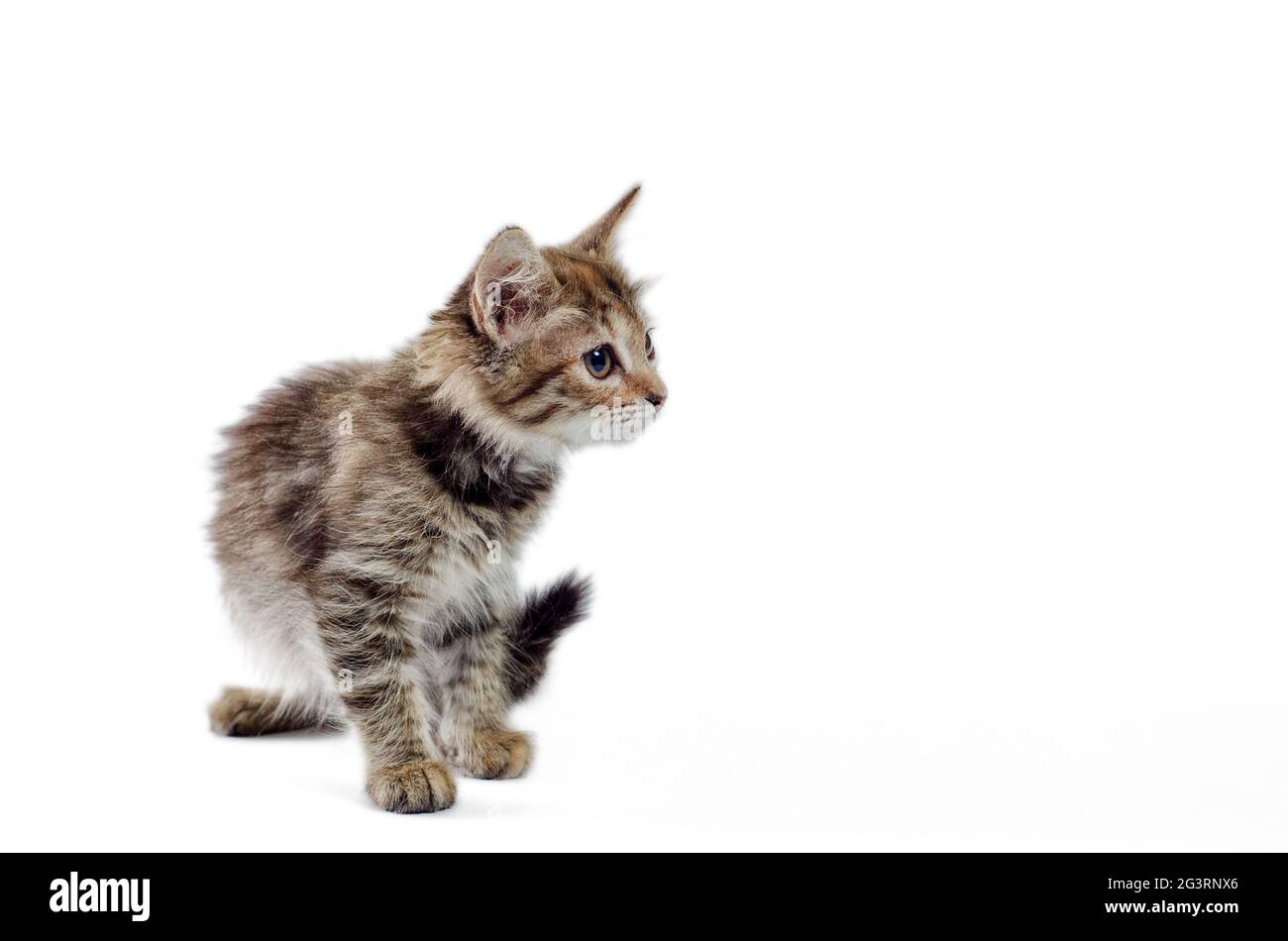 Flauschige Kätzchen Alarm auf weißem Hintergrund isoliert Stockfoto