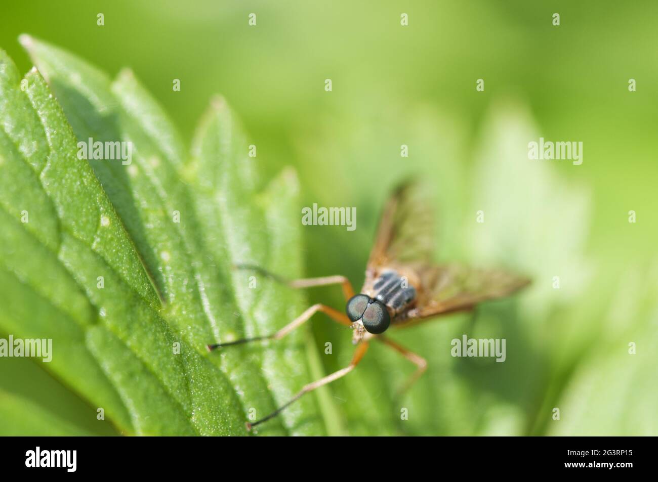 Rhagio scolopaceus bei Schnepfenfliege Stockfoto