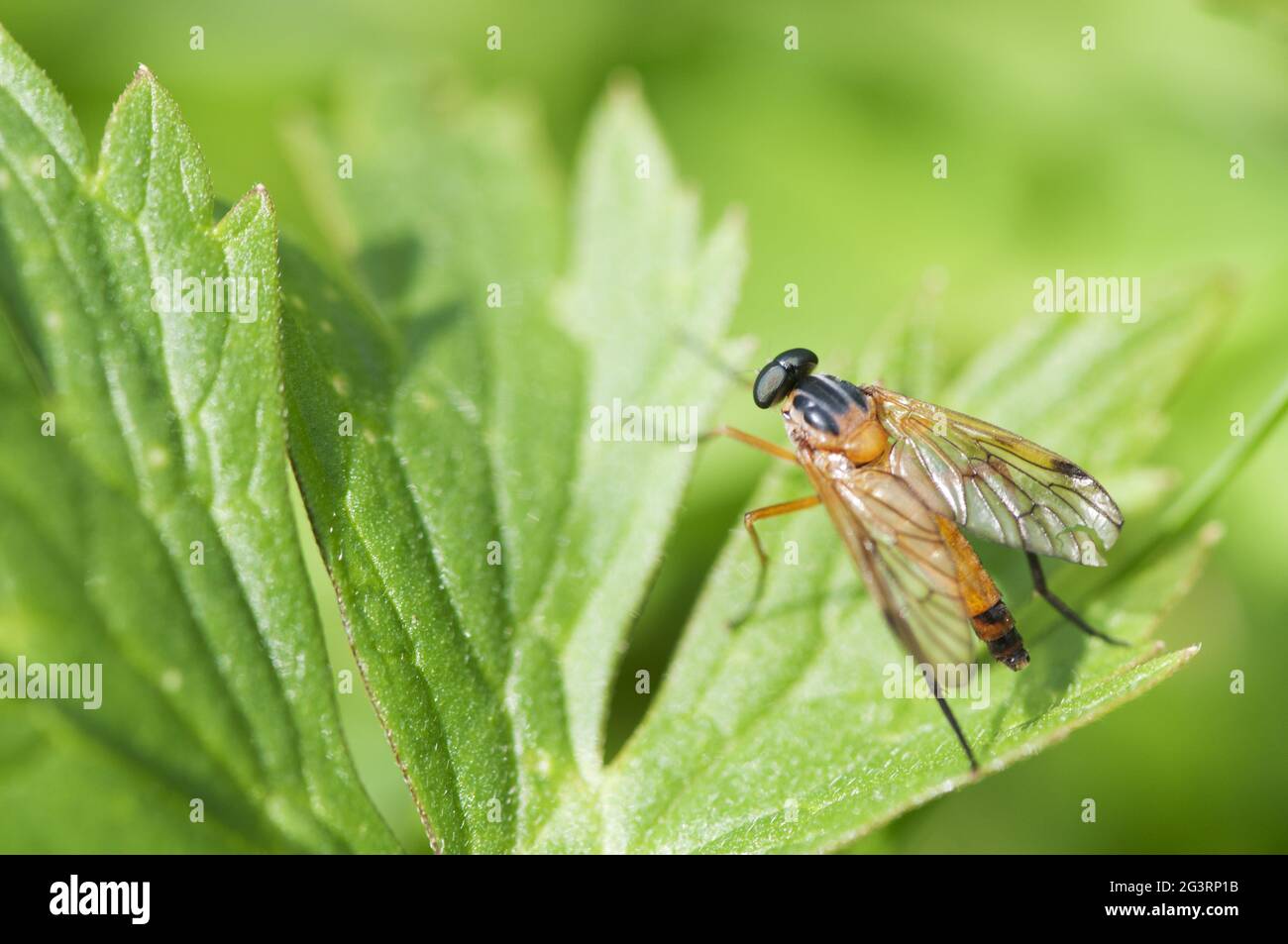 Rhagio scolopaceus Schnepfenfliege Stockfoto