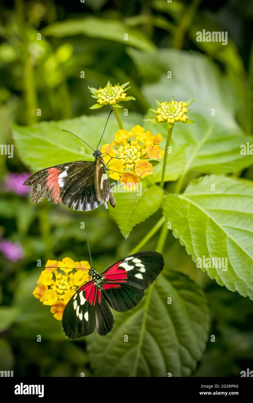 Butterfy auf Blumen Stockfoto