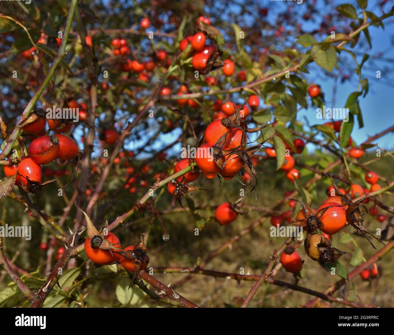 Corymb Rose, Hundrose, Rosenkranz, Hundrose Stockfoto