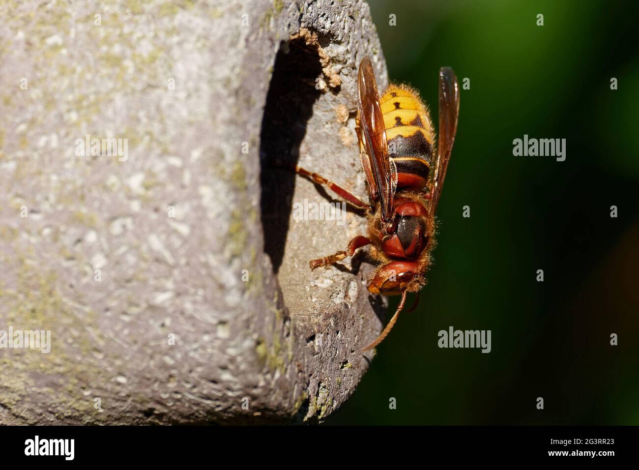 Hornet am Nistkasten Stockfoto