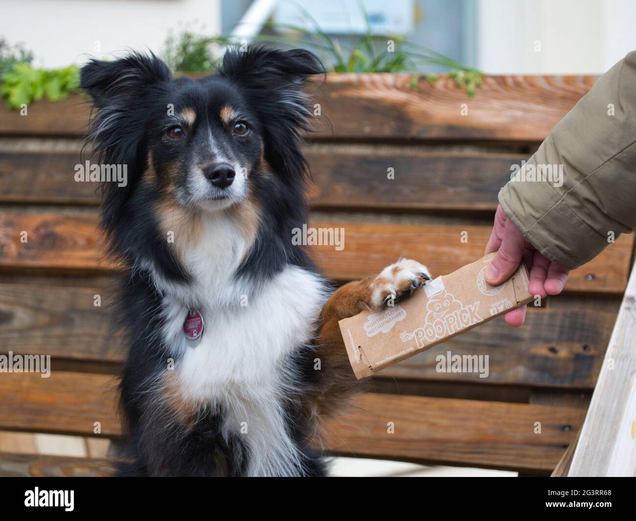 Süße und trainierte Hunde unter Freunden Stockfoto