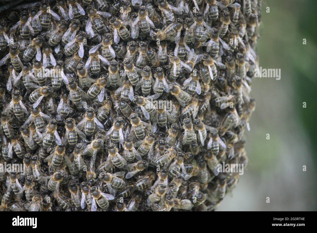 Ein Schwarm Bienen in der Nähe Stockfoto