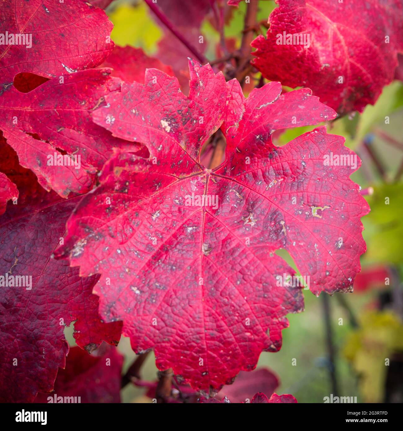 Rote Herbstblätter an einem Weinberg Stockfoto