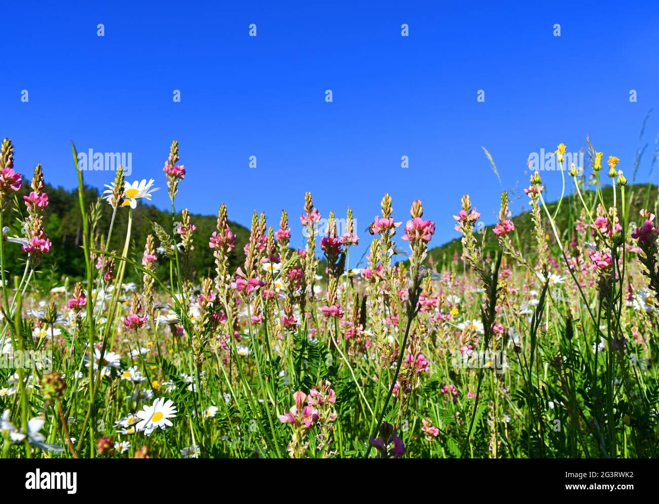 Blumenwiese mit Espasrettes Stockfoto