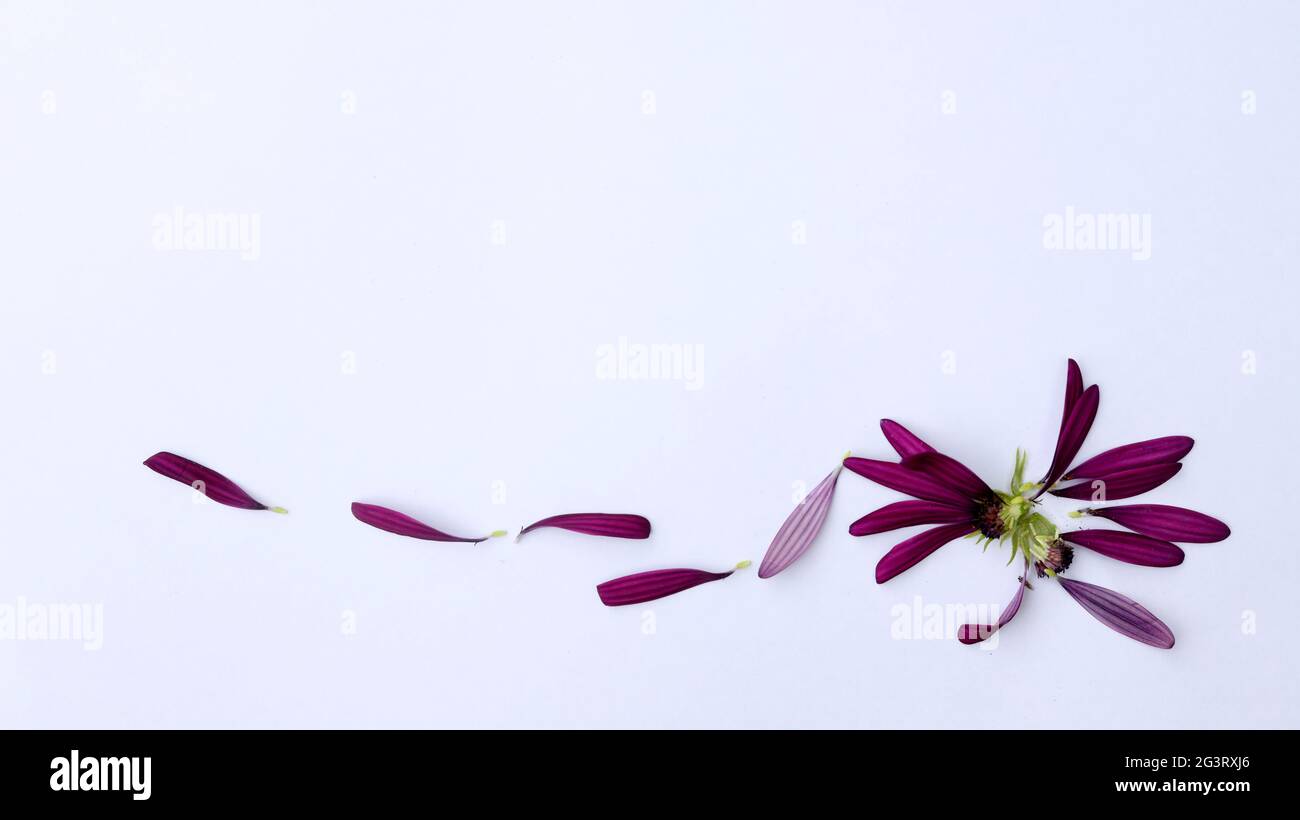 Lila Blume zerbröckelt zu Blütenblättern auf weißem Hintergrund Stockfoto