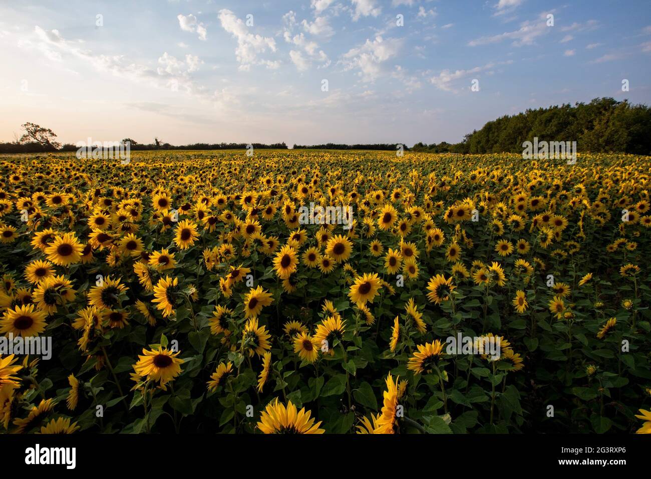Sonnenblumen blühen in der Abenddämmerung in Northamptonshire England Stockfoto