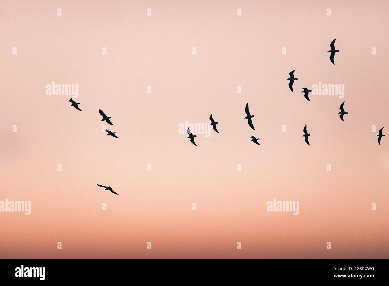 Gruppe von Vögeln, die am orangefarbenen Sonnenuntergangshimmel fliegen Stockfoto