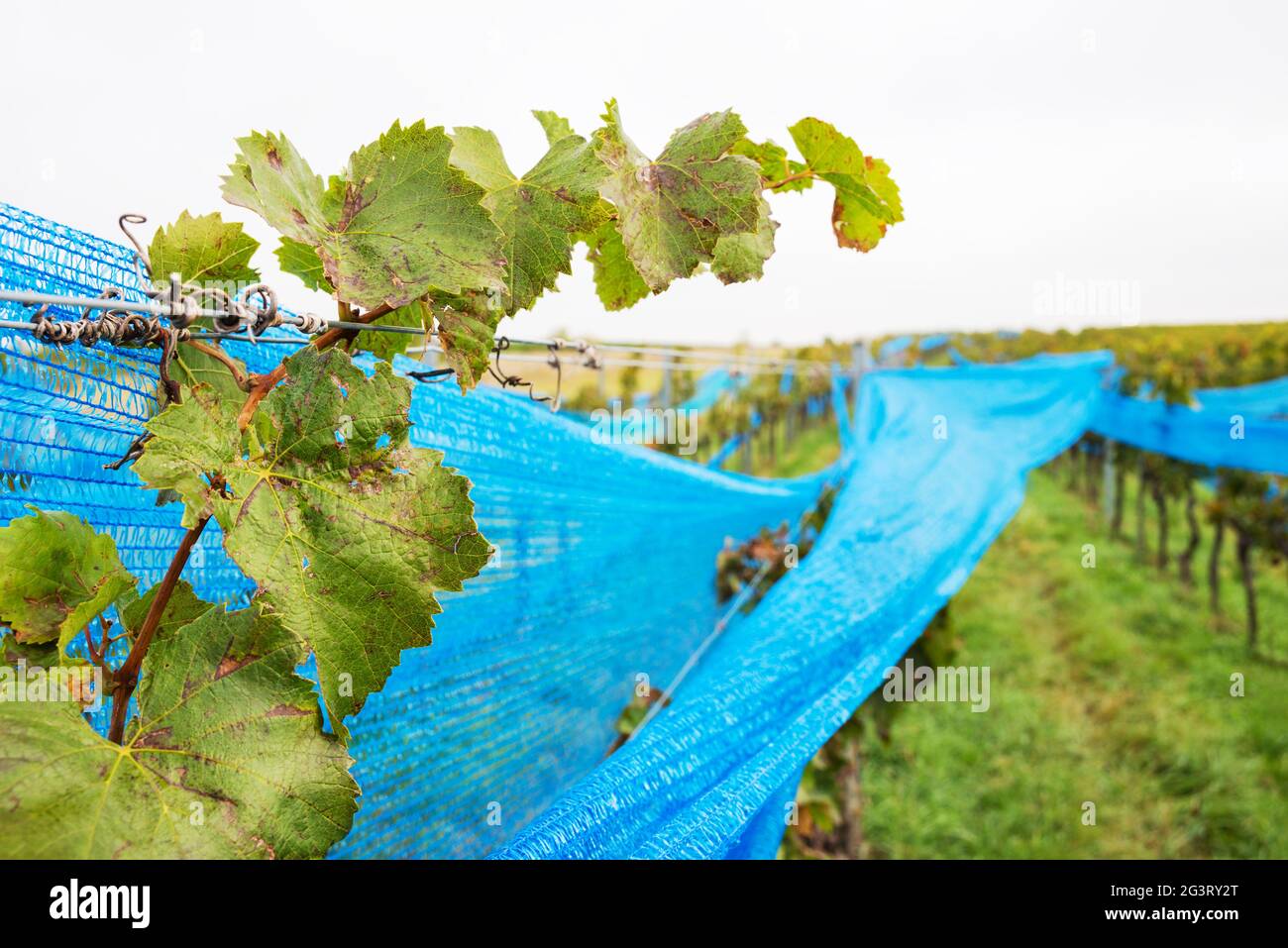 Blaues Netz im Weinberg Schutz vor Vögeln Stockfoto