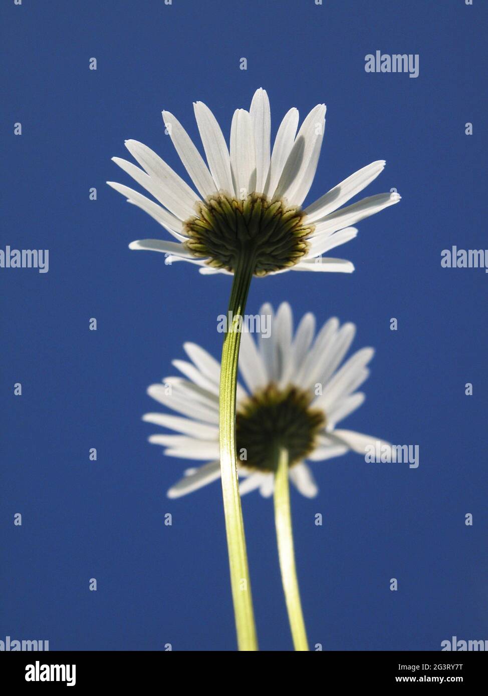 Ochsenauge-Gänseblümchen, Ochsenauge-Gänseblümchen, Weißkraut, Weißblümchen, HundeGänseblümchen, marguerit (Chrysanthemum leucanthemum, Leucanthemum vulgare), zwei Blütenköpfe aus Stockfoto