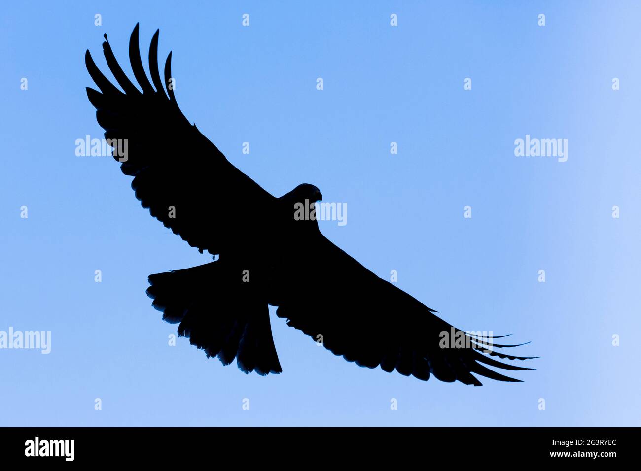 Roter Drachen (Milvus milvus), im Flug, Silhouette vor blauem Himmel, Deutschland, Rheinland-Pfalz Stockfoto