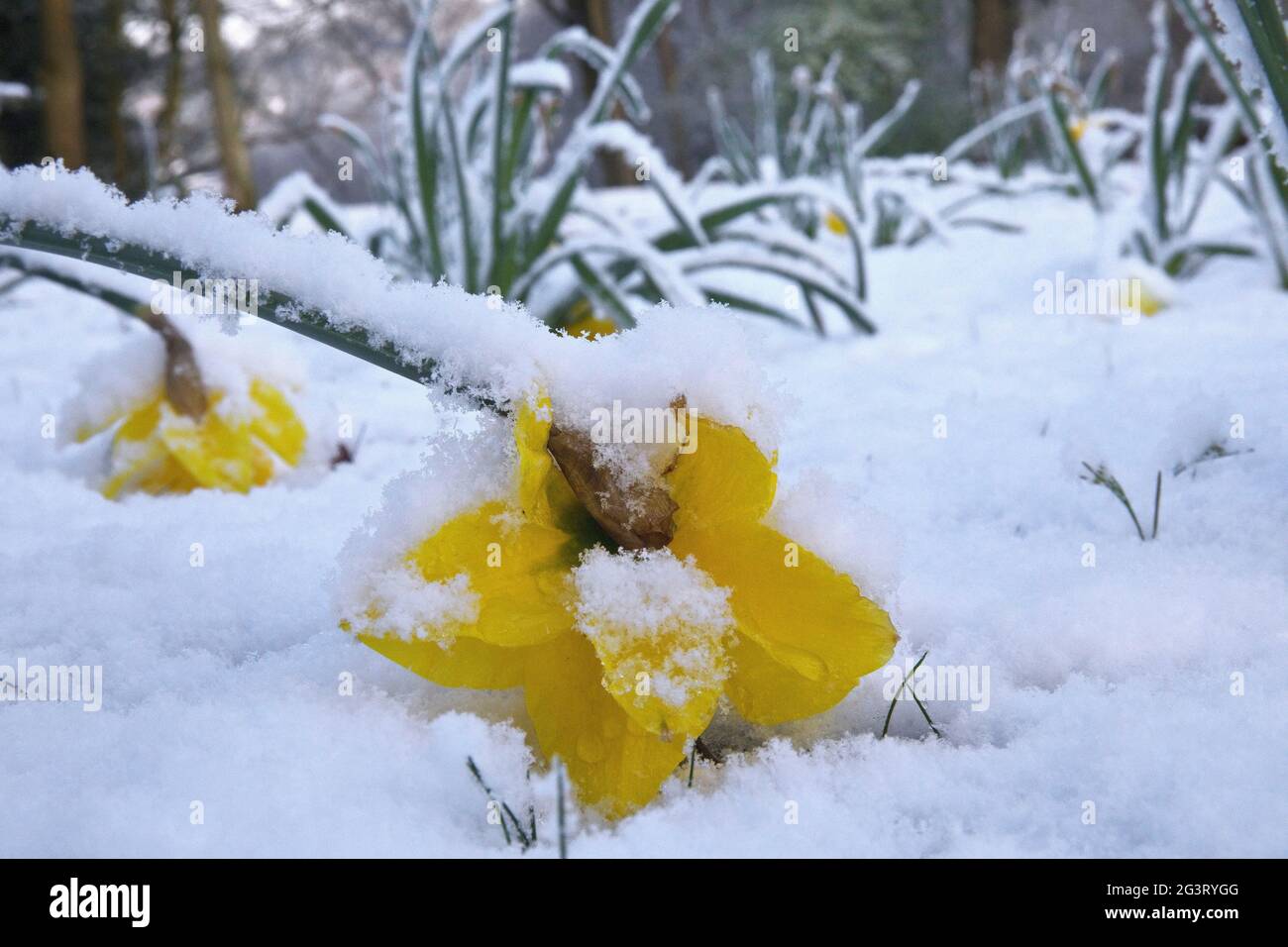 narzissen (Narcissus spec.), Aprilwetter mit blühenden Narzissen und Schnee, Deutschland Stockfoto