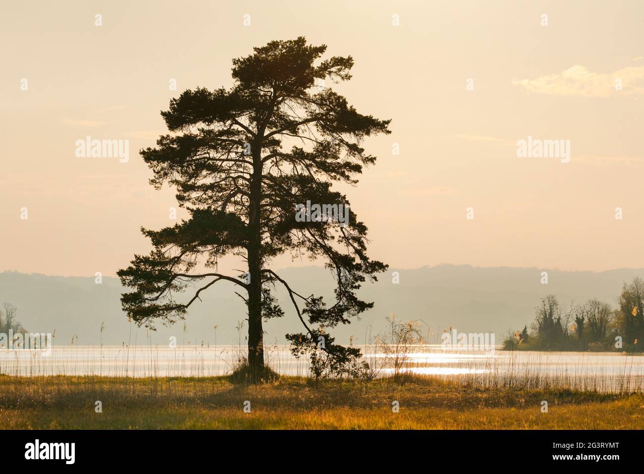 Kiefer (Pinus spec.), große Kiefer in Hintergrundbeleuchtung am Zürichsee bei Hurden, Schweiz, Berner Alpen Stockfoto