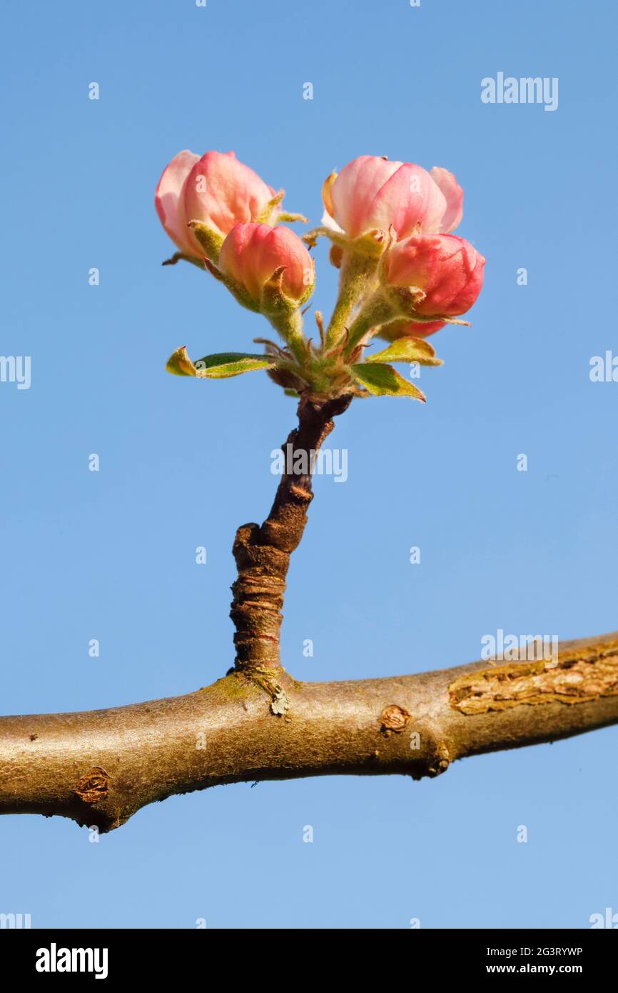 apfelbaum (Malus domestica), Blumen im Bus gegen blauen Himmel, Schweiz Stockfoto