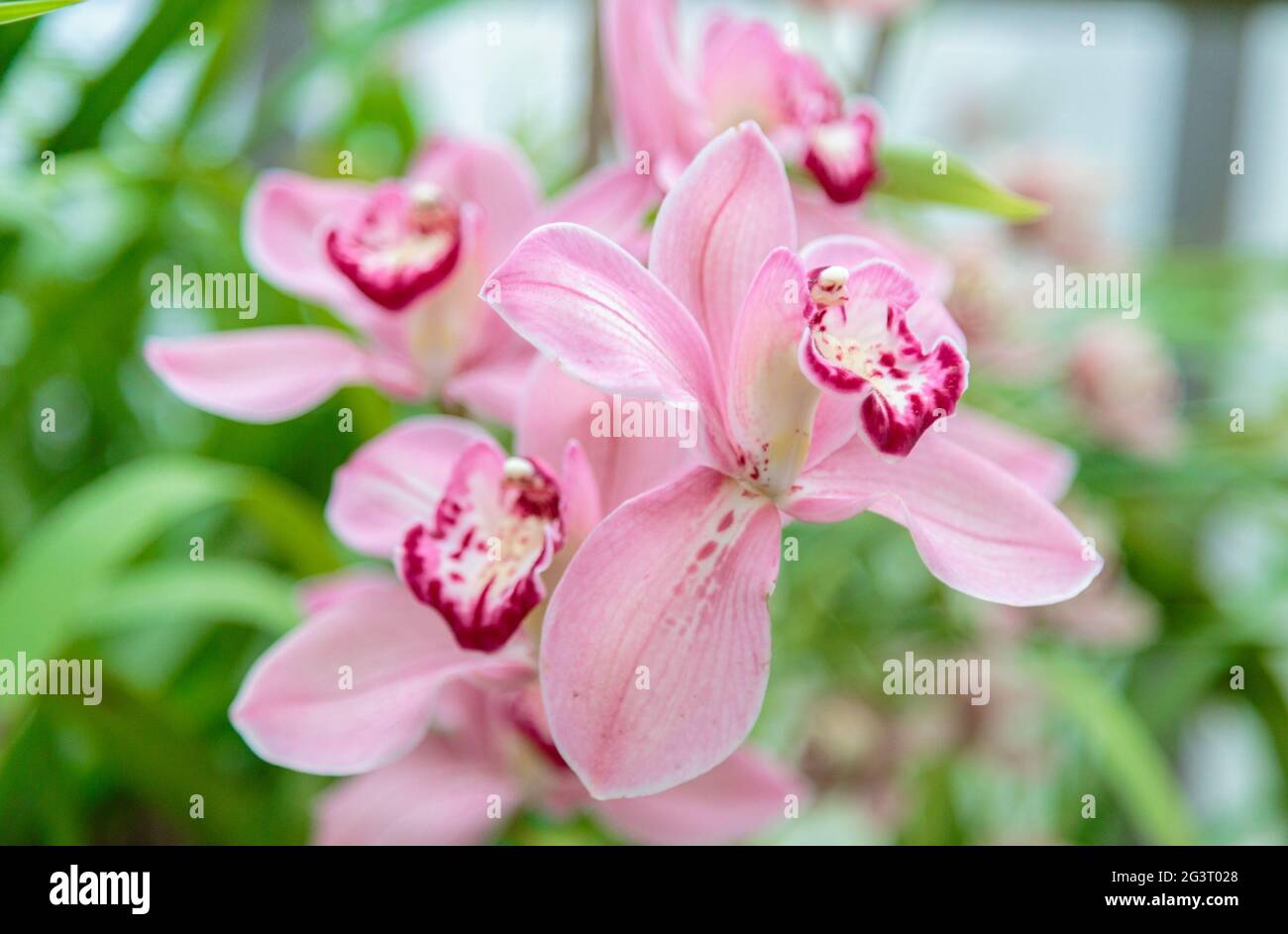 Purpurne Orchideenblüte phalaenopsis, phalaenopsis oder falah. Purpurrote panaenopsis Blüten auf der rechten Seite. Bekannt als Schmetterlingsorchideen. Stockfoto