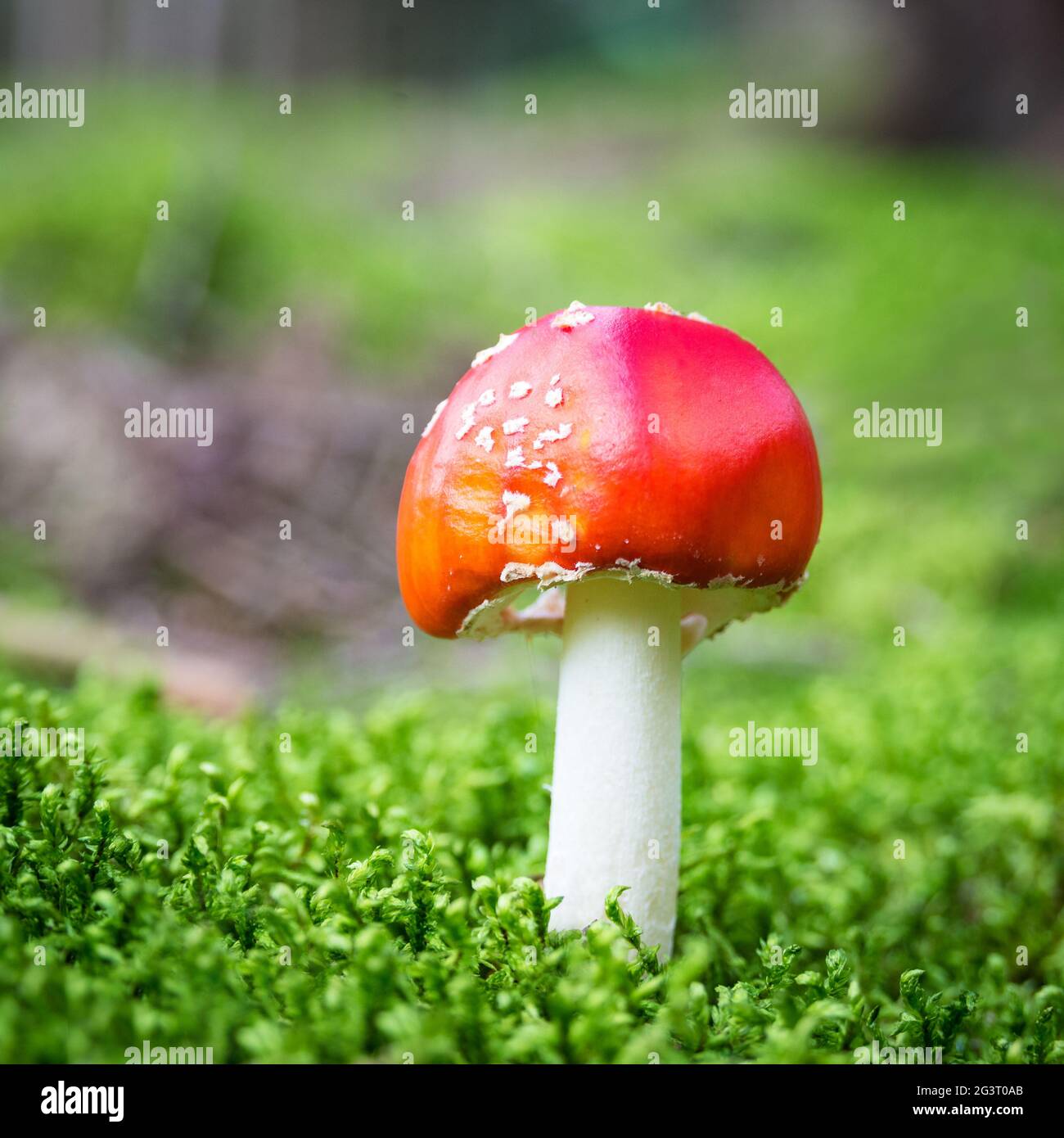 Roter Pilz im Wald Stockfoto